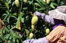海南昌江出台暖心补贴方案 助农销售160万斤芒果