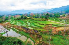 海口琼山区道崇村：做好山柚深加工 铺就百姓致富路