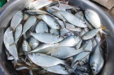海南澄迈马村渔港：来尝开渔后的第一波“鲜味”啦