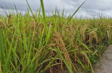 海南水稻新品种“南桂占”亩产达504公斤，未来通过以奖代补等方式鼓励农民种植