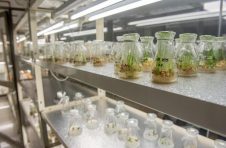 7000多名科研人员在海南探索CRO（合同研究组织）模式推动南繁产业发展