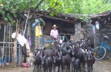 海南临高县老党员王仁德带动村民养殖山羊一起致富