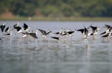 儋州新盈国家湿地公园的鸟类“新朋友”越来越多