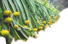 依托热带雨林文化，琼中百花岭搅热海南中部旅游市场