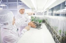 中国热带农业科学院橡胶研究所橡胶树遗传育种团队创新技术推动海南省天然橡胶产业优化升级