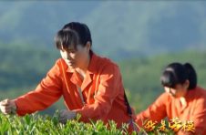 茶班“领头雁”符小琴：潜心钻研20载 坚守初心制好茶