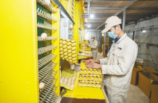 海南：文昌鸡养殖升级 本土美食传味远