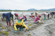 海南陵水推进红树林湿地生态修复工作 共计种植红树林4400余亩
