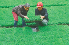 海南文昌农技“土专家”带富身边人