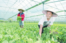三亚科学构建稳价保供机制 让市民“菜篮子”越拎越稳