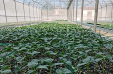“南苗北种”拓宽海南南繁硅谷新渠道增添新业态