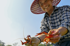 攻克技术难题 海口大坡村冬季小龙虾喜迎上市