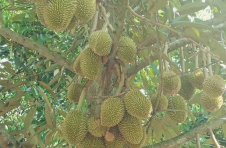 海南榴莲种植面积突破3万亩 专家：榴莲可做为特色产业适当发展