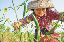 海南文昌：千亩撂荒地变淘金田