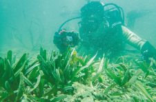 海南代表团建议：把海南海洋生态系统碳汇试点纳入国家碳达峰碳中和统一部署