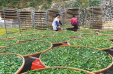 海南大叶种：长在五指山的茶“芯片”