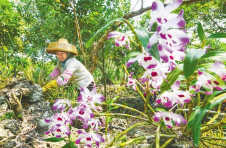 海口施茶村：火山石缝里开出“致富花”