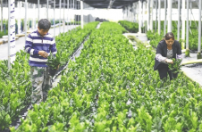 海南乐东：奋力打造热带特色高效农业标杆
