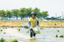 海口农户抢抓时节打理藕田种植莲藕：种下致富藕 “莲”通振兴路