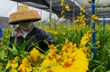 海口秀英区因地制宜种植文心兰 以特色产业带动村民增收致富