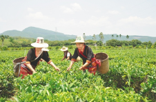 海南白沙：陨石坑上飘茗香