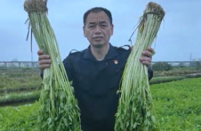 海南：自贸图卷时时新 乡村振兴正当时