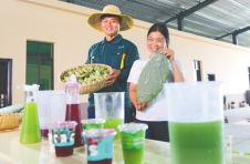 海南儋州中美墨仙人掌种植基地：“可以吃的”仙人掌连起一条产业链
