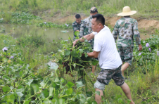 海南昌江清理水浮莲面积约52亩 守护水生态环境