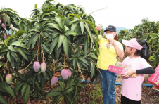 种植地里采摘忙 三亚芒果喜“收官”