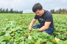 海南文昌铺前镇林梧村：引种板栗地瓜 推进产业振兴