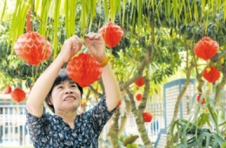海口龙华区城西镇苍东村：村规民约润人心 文明乡风扑面来