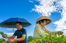 海南白沙：好生态带火茶产业