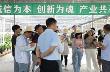 探访海南乐东金钱树种植基地 打造热带特色高效农业新名片