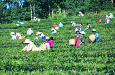海南白沙：守住一片茶香 谋求多方共赢