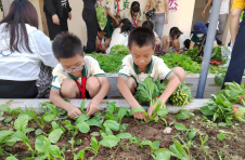 “蔬”香为伴 三亚市第四小学“空中菜园”丰收啦