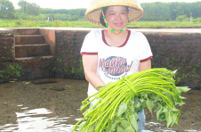 海南临高加快推进常年蔬菜基地建设 提高“菜篮子”自给率和农民收入