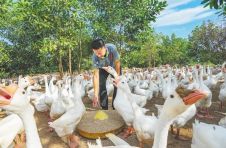 海南澄迈：大力培育壮大新型农业经营主体