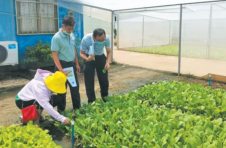海口：农技专家深入田间 传授叶菜种植技术