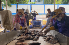 海南澄迈以更大力度纾堵点、解难题，推动“一手打伞、一手干活”