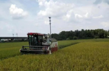 海南万宁和乐镇：分批次开展秋收工作 预计本月中旬完成全镇水稻收割