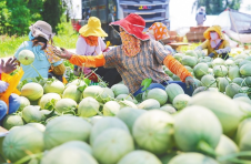 蜜瓜陆续上市，乐东佛罗镇采取多种措施助农增收