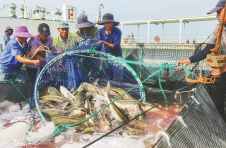 “海上粮仓”迎丰收 海南首座深远海智能养殖旅游平台起网首批渔获