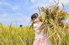 海口龙华区美仁坡村：体验割稻打谷，感受农耕文化