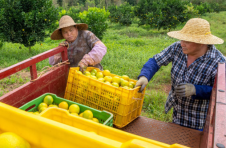 海南澄迈大力推进热带特色高效农业标准化建设，打响福橙等特色农业品牌
