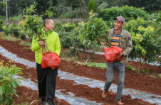 海口琼山区云龙镇儒林村：撂荒地变“致富园” “家门口”增就业路