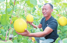 三亚集聚南繁优势做好种业振兴文章 彩虹西瓜、菊花等多个新品种迎来“开门红”