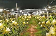 三亚乡村产业“星星点灯”照亮致富前程